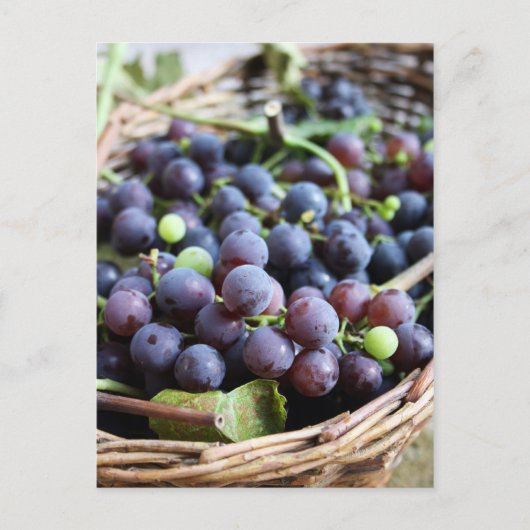 Carte postale de raisins italiens (Devant)
