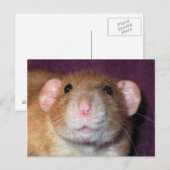 Carte postale de rat Dumbo (Devant / Derrière)