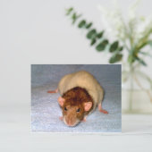 Carte postale de rat Dumbo Cute (Debout devant)