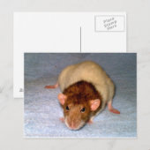 Carte postale de rat Dumbo Cute (Devant / Derrière)