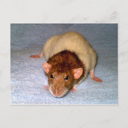 Carte postale de rat Dumbo Cute (Devant)