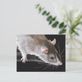 Carte postale de rat mignon (Debout devant)