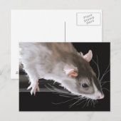 Carte postale de rat mignon (Devant / Derrière)