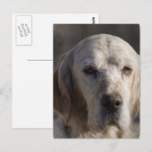 Carte postale de réglage anglais mignonne (Devant / Derrière)