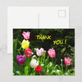 Carte postale de remerciement aux tulipes colorées (Devant / Derrière)