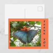 Carte postale de remerciement avec un Morpho bleu  (Devant / Derrière)