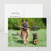 Carte postale de remerciement de Berger allemand (Devant / Derrière)