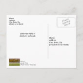 Carte postale de remerciement de couple d'élans pa (Dos)