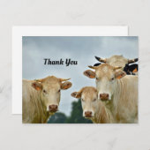 Carte postale de remerciement de vaches (Devant / Derrière)