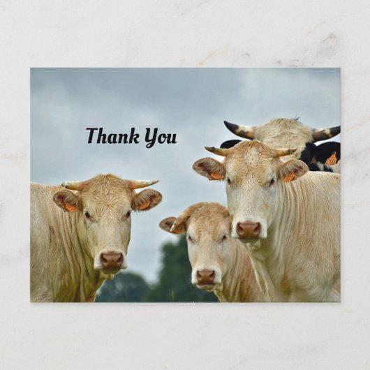 Carte postale de remerciement des vaches (Devant)