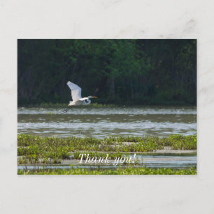 Carte postale de remerciement Grande Aigrette Blan