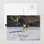 Carte postale de remerciement Husky sibérien dans (Devant / Derrière)