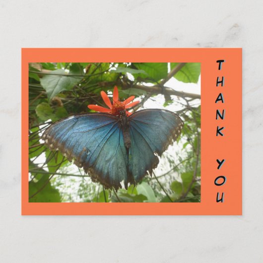 Carte postale de remerciement Papillon Morpho Bleu (Devant)