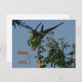 Carte postale de remerciement pour Perruche à coll (Devant / Derrière)