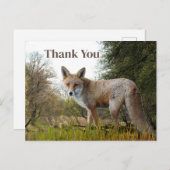 Carte postale de remerciement Renard roux de la fo (Devant / Derrière)