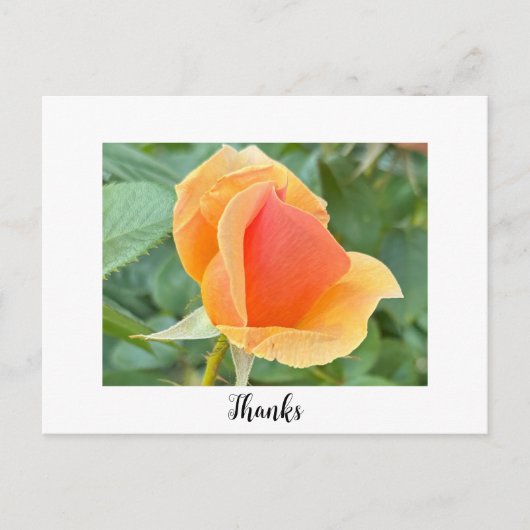 Carte postale de remerciement Rosebud (Devant)