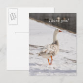 Carte postale de remerciement Snow Goose Strut (Devant / Derrière)