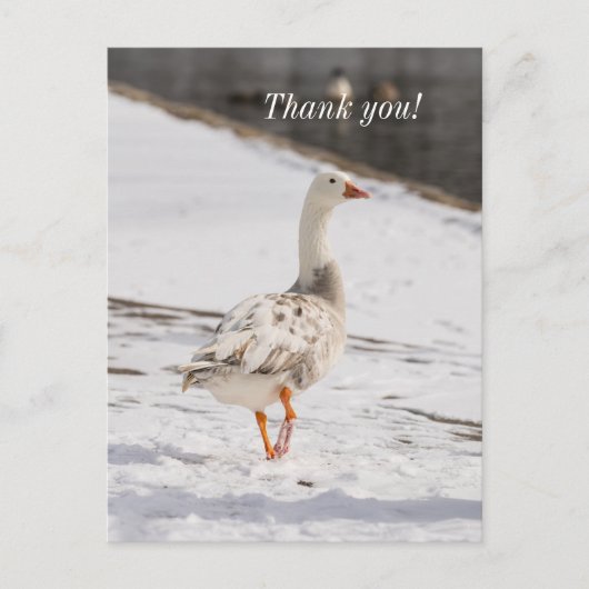 Carte postale de remerciement Snow Goose Strut (Devant)