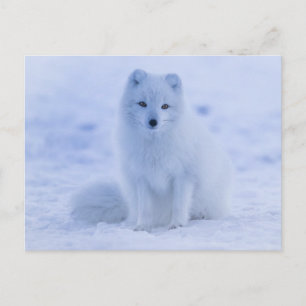 carte postale de renard arctique