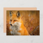 carte postale de renard pré (Devant / Derrière)