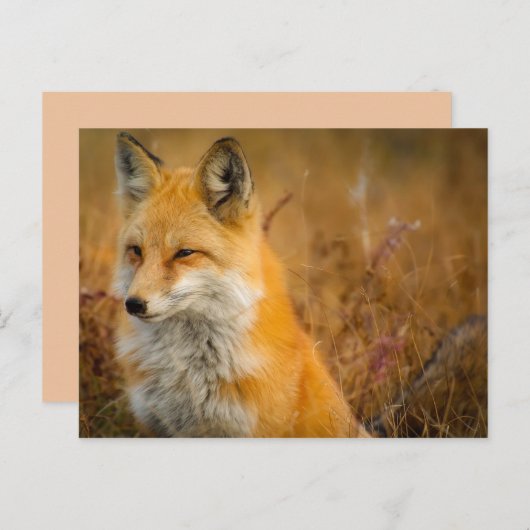 carte postale de renard pré (Devant / Derrière)