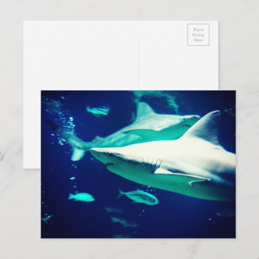 Carte postale de requin (Devant / Derrière)