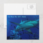 Carte postale de requin gris récif (Devant / Derrière)