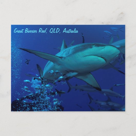Carte postale de requin gris récif (Devant)