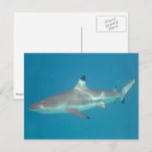 Carte postale de requin nageant sous l'eau (Devant / Derrière)