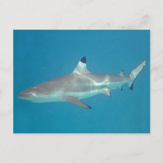 Carte postale de requin nageant sous l'eau (Devant)