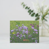 Carte postale de rétablissement Champ de Cosmea & (Debout devant)