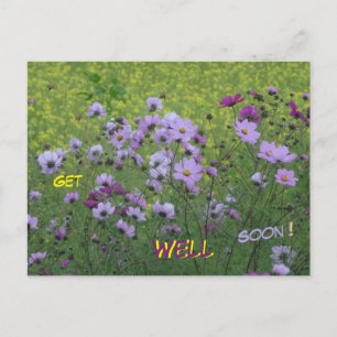 Carte postale de rétablissement Champ de Cosmea &