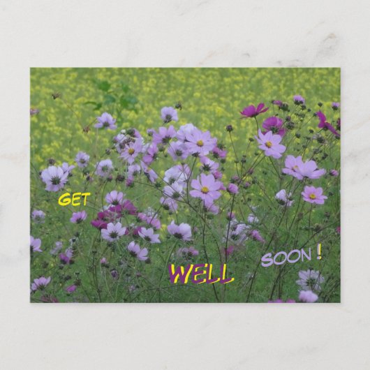 Carte postale de rétablissement Champ de Cosmea & (Devant)
