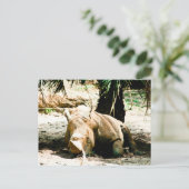 Carte postale de rhinocéros (Debout devant)