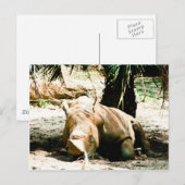 Carte postale de rhinocéros (Devant / Derrière)