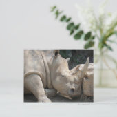 Carte postale de rhinocéros (Debout devant)