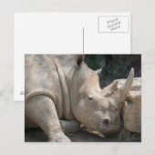 Carte postale de rhinocéros (Devant / Derrière)