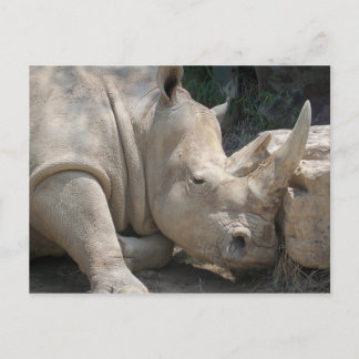 Carte postale de rhinocéros