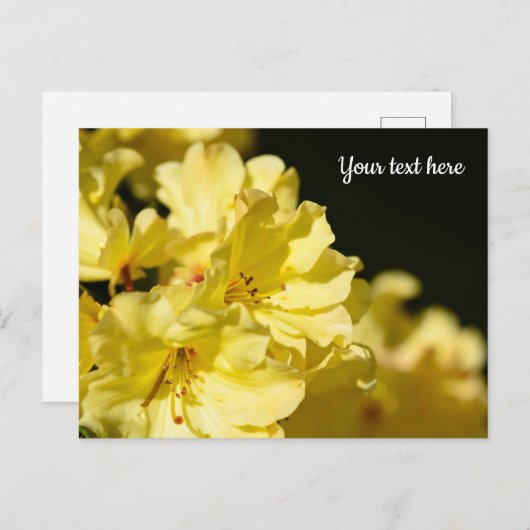 Carte postale de Rhododendron jaune (Devant / Derrière)