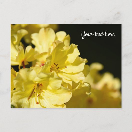 Carte postale de Rhododendron jaune (Devant)