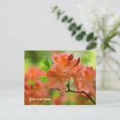 Carte postale de Rhododendron orange (Debout devant)