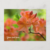 Carte postale de Rhododendron orange (Devant)