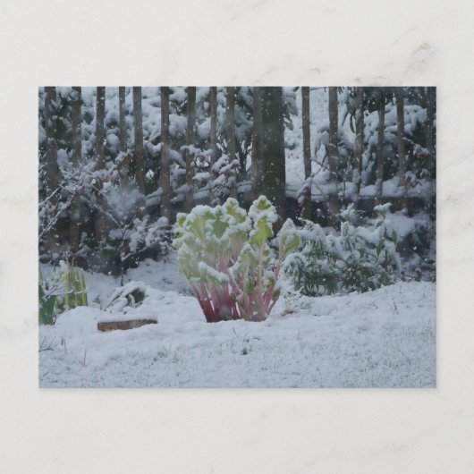 Carte postale de Rhubarbe dans la neige (Devant)