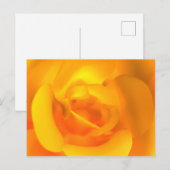 Carte postale de Rose allumée (Devant / Derrière)