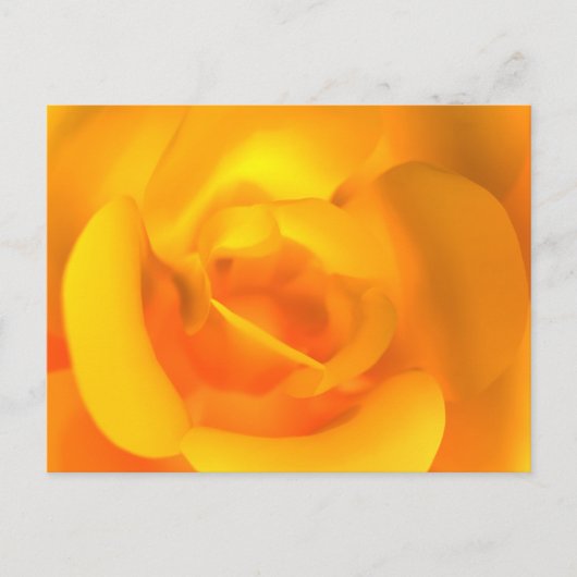 Carte postale de Rose allumée (Devant)