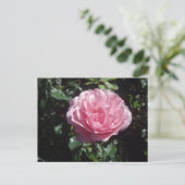 Carte postale de rose de rose (Debout devant)