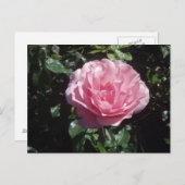 Carte postale de rose de rose (Devant / Derrière)