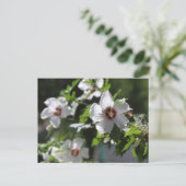 Carte postale de Rose de Sharon (Debout devant)