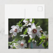 Carte postale de Rose de Sharon (Devant / Derrière)