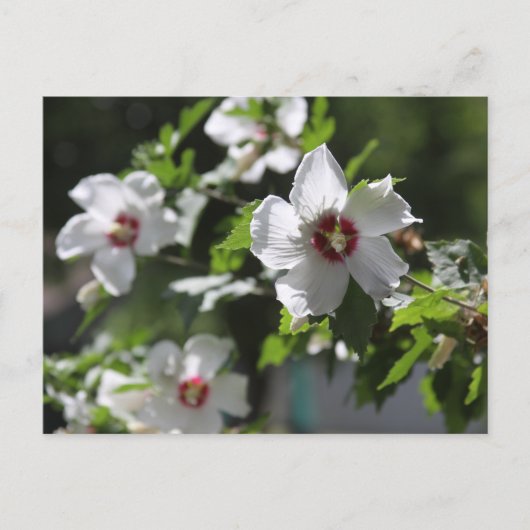 Carte postale de Rose de Sharon (Devant)